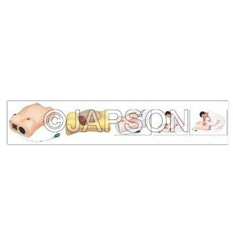 Maternity Examination Model Maternity Examination Model